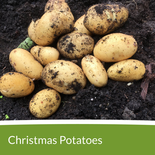 Christmas Potatoes